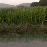 اجاره ۶ و نیم هکتار زمین کشاورزی