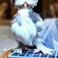 نیمچه در نژادهای برهما،پولند،سلطان،لهستانی|حیوانات مزرعه|اصفهان, بوستان ناژوان|دیوار