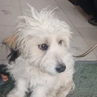 سگ خارجی|سگ|بروجرد, |دیوار