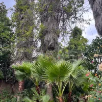 فروش درخت پالم|گل و گیاه طبیعی|رشت, دیانتی|دیوار