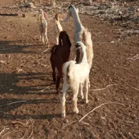 کلر دوقلو|حیوانات مزرعه|کوار, |دیوار