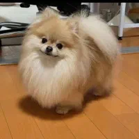 پامر خرسی وعروسکی|سگ|شیراز, اصلاحنژاد|دیوار