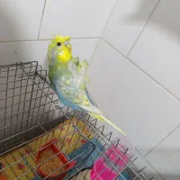 فروش مرغ عشق پروانه ای نر جوان|پرنده|برازجان, |دیوار