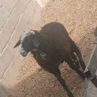 بره میش قوچ