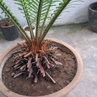 درخت آواکادو گل سیکاس