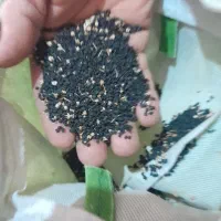 بذر پیاز ۳کیلو