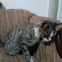 گربه