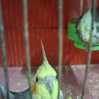 عروس جفت سیامون|پرنده|مشهد, شهید قربانی|دیوار