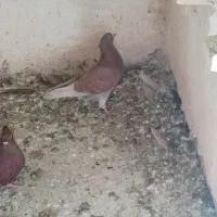 کبوتر|پرنده|بم, |دیوار