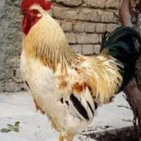 خروس محلی سالم سروحال