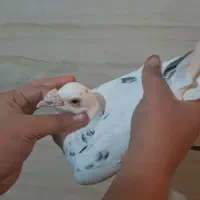 کبوتر هفت رنگ و پلاکی|پرنده|قزوین, |دیوار