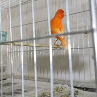 گلدین.قناری.فنچ.طوطی.شاه طوطی و آوازه خوان|پرنده|بندرعباس, |دیوار