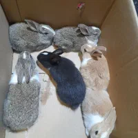 خرگوش|موش و خرگوش|مریوان, |دیوار