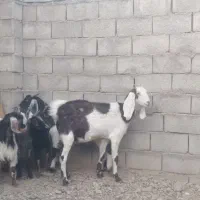 میش و بز بره بزغاله