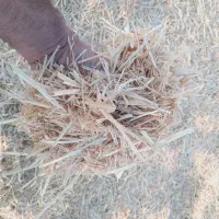 کاه یاسفال جو