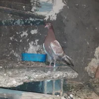 کله سیا مقبول