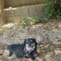 سگ پاکوتاه زرنگ و حرف گوش کن|سگ|دزفول, |دیوار