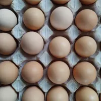 فروش بدون واسطه تخم مرغ محلی