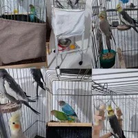 عروس هلندی و کوتوله برزیلی