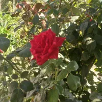 فروش-باغ-دراسکو