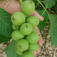 آلو انارزرشک گردو بادام خرمالودر آرش نهال