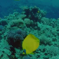 آموزش غواصی