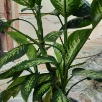 فروش گل دیفن باخیا|گل و گیاه طبیعی|خشکبیجار, |دیوار