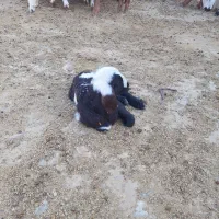 بره افشاری پلنگی