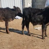 دوراس گوساله دورگه محلی نر از گاو تلیسه|حیوانات مزرعه|بندر ترکمن, |دیوار