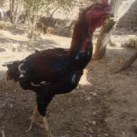 خروسومرغلاری|حیوانات مزرعه|تایباد, |دیوار