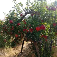 اجاره باغ انار