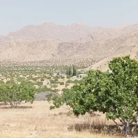 فروش انجیرستان