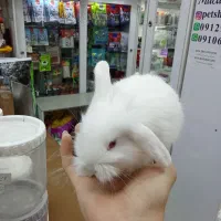 خرگوش مینیاتوری|موش و خرگوش|تهران, تهرانپارس شرقی|دیوار