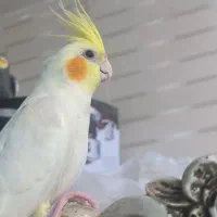 فروش عروس پاریس ماده دستی معاوضه با جفت طوطی