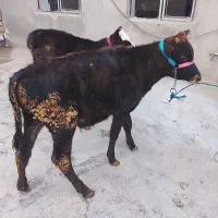 گوساله|حیوانات مزرعه|کلیائی, |دیوار