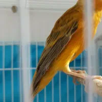 قناری دارچینی شلاقی.فنچ