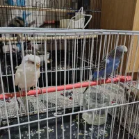 پرنده جفت مرغ عشق