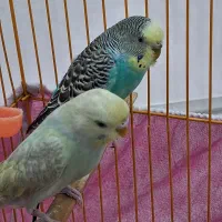 یک جفت مرغ عشق یکیرنگین کمانی یکی نزاد اینگلیسی