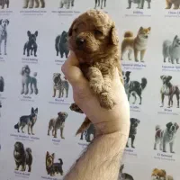 پامر، شی واوا، فرنچ بولداگ و پودل|سگ|اصفهان, همتآباد|دیوار