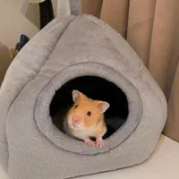 از تولید شخصی تا فروش تخصصی همستر نژادهای مختلف|موش و خرگوش|اصفهان, آهنگران|دیوار