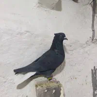 سیاه دم سفید