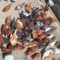 خوردنی طبیعی