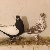 دم سفید..سرته