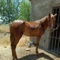 مادیان|اسب و تجهیزات اسب‌سواری|خمین, |دیوار