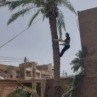 قطع نخل سمپاشی نخل هرس نخل درخت بریدن نخل موریانه
