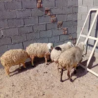 دوراس میش زاییده با دوبره ماده بزرگ