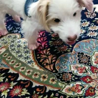 واگذاری توله نر سه ماهه|سگ|مشهد, طبرسی شمالی|دیوار