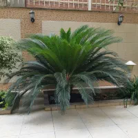سیکاس برزگ 15 ساله