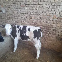 گوساله تلیسه مونت بیلیارد جنس شیری