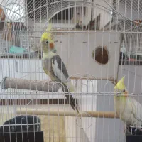 یک جفت عروس هلندی